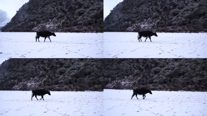 西藏风光雪山下的牦牛