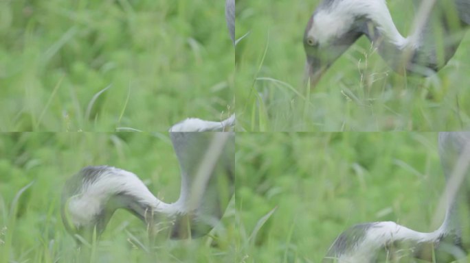 W云南普洱丹顶鹤在土中寻找食物特写