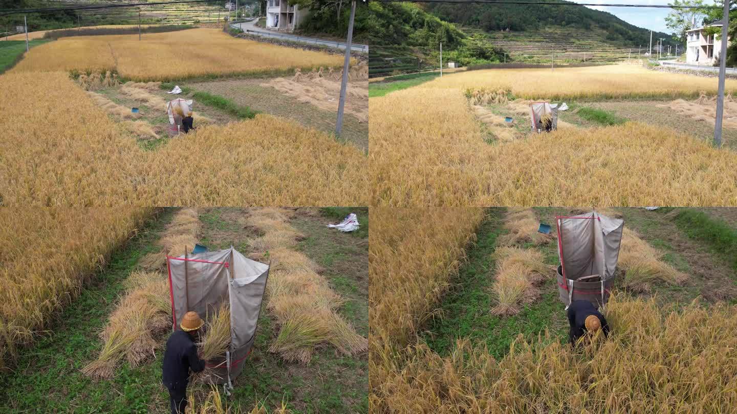 农民打水稻