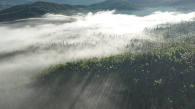 大兴安岭山林晨雾光影