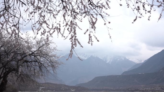 西藏林芝雅鲁藏布江大峡谷雪山下的桃花