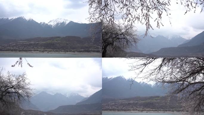 西藏林芝雅鲁藏布江大峡谷雪山下的桃花