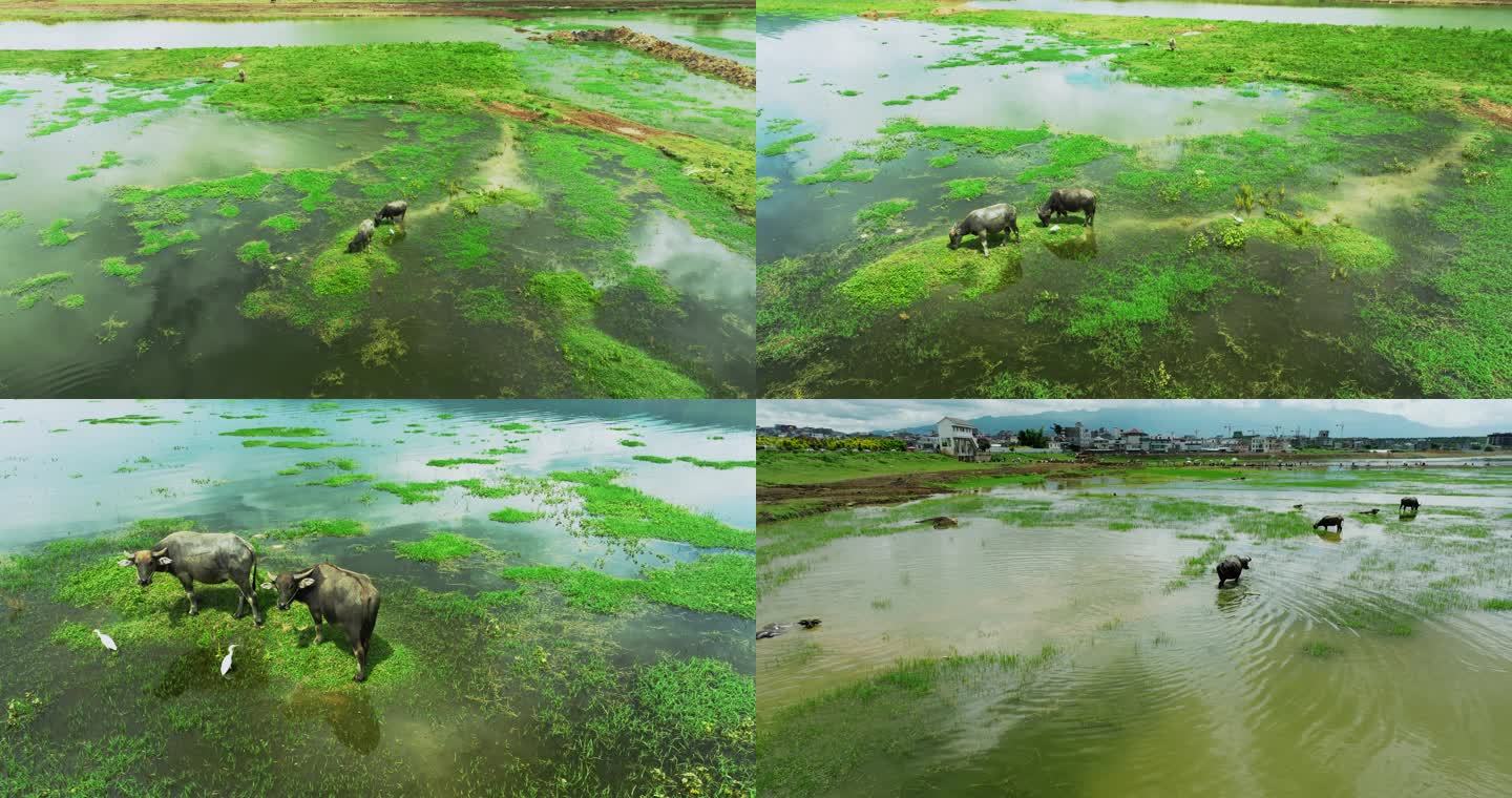 【5k】水牛与湿地