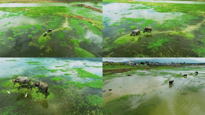 【5k】水牛与湿地