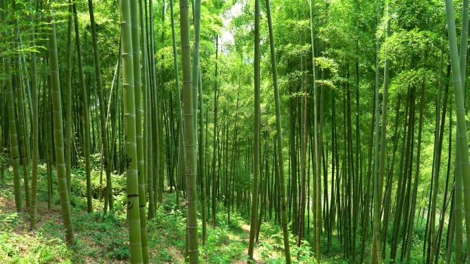 夏季翠竹竹子竹林竹叶在风中摇曳沉浸式竹林