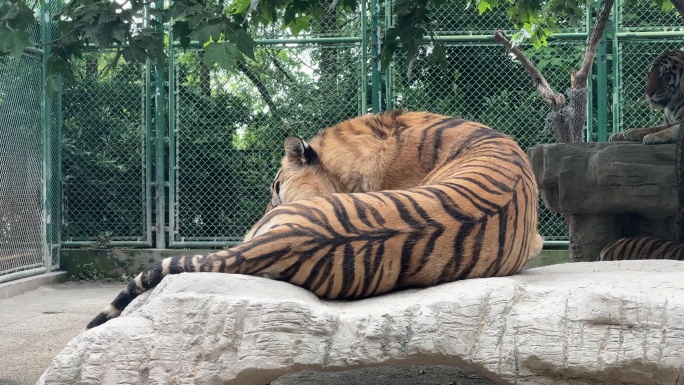 4K原创 躺着的老虎