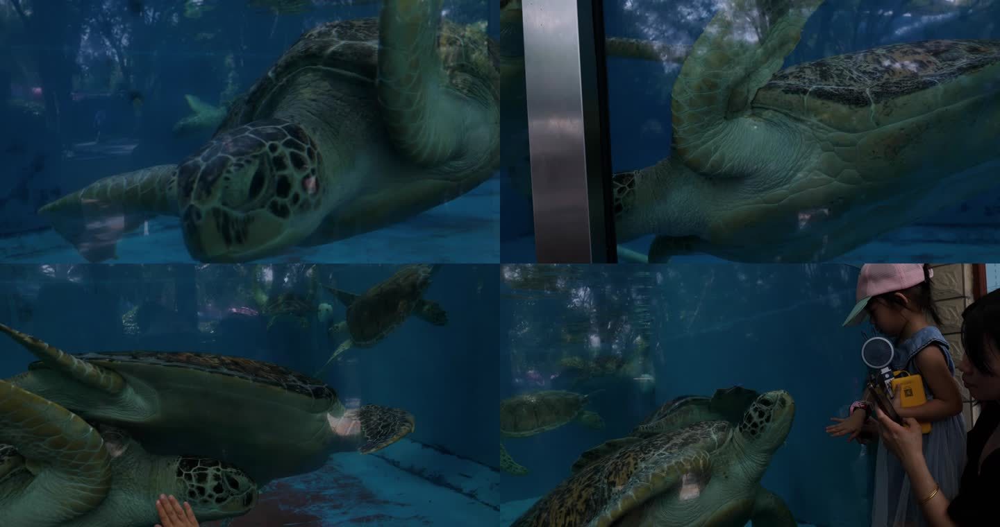 观赏池里的大海龟