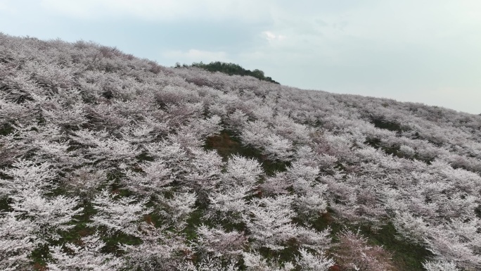 贵州平坝万亩樱花园