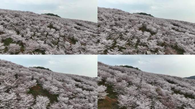 贵州平坝万亩樱花园