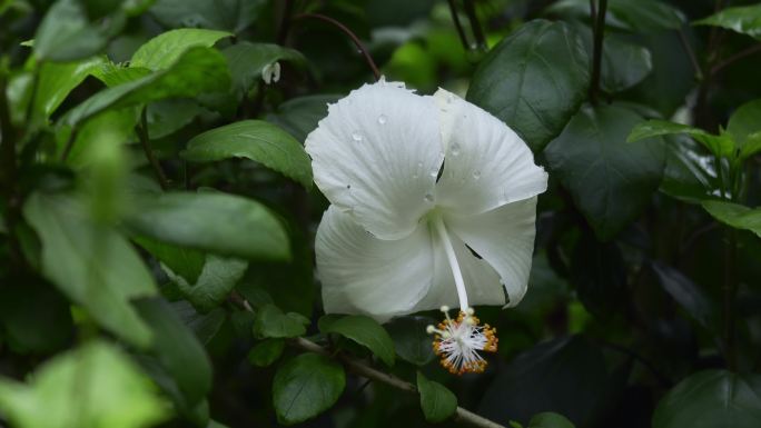 西双版纳热带雨林中药扶桑花