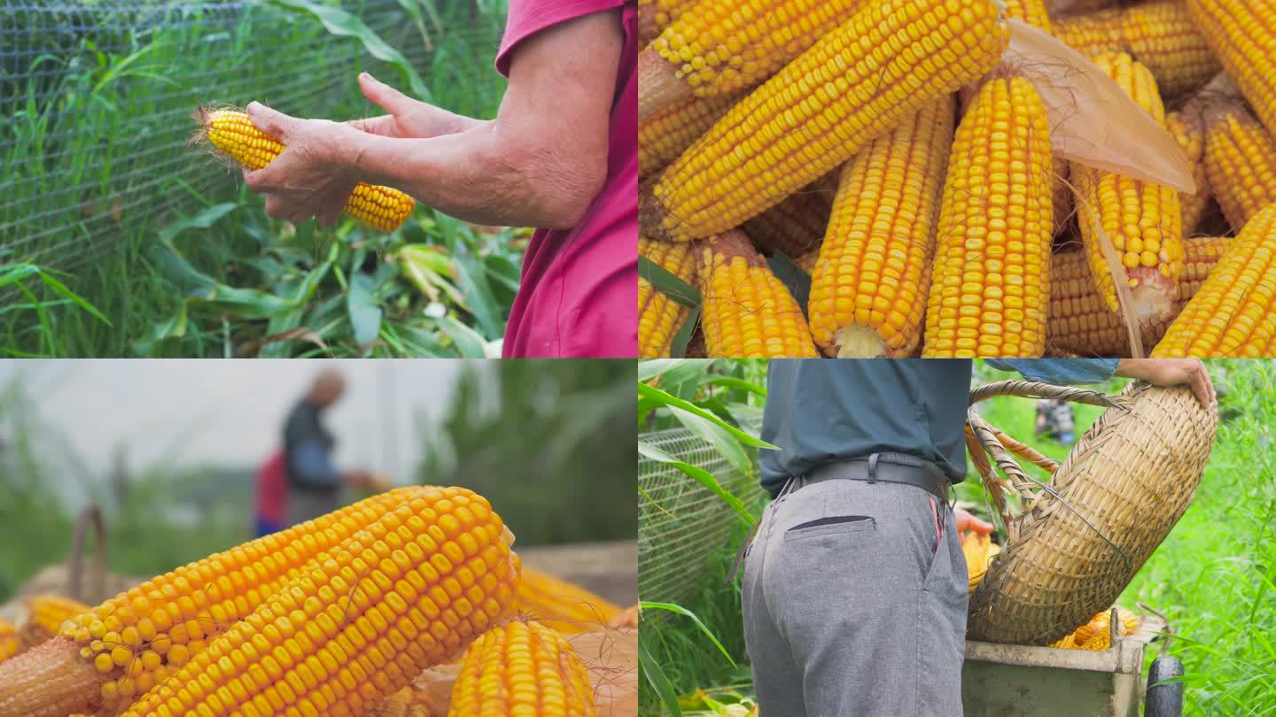农民人工收玉米