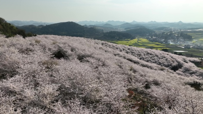 贵州平坝万亩樱花园