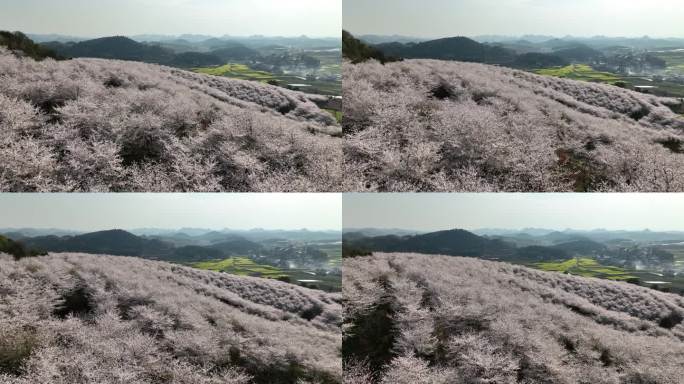 贵州平坝万亩樱花园