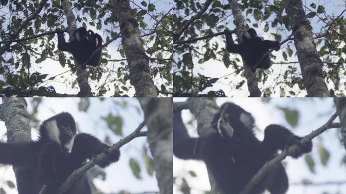 W云南普洱白颊长臂猿坐在树上吃树枝