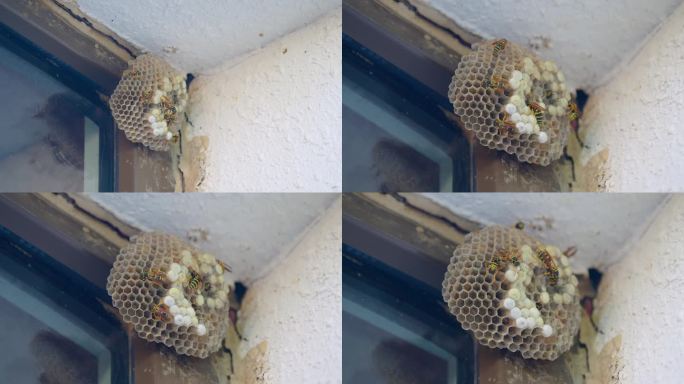 蚂蜂 马蜂 蜂巢蜂窝