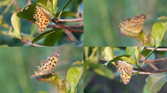 升格慢动作拍摄蝴蝶在绿叶上挥动翅膀
