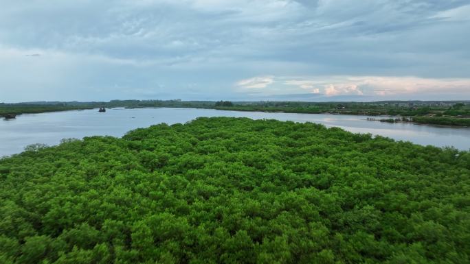 4k湛江乐民港红树林滩涂湿地保护区航拍