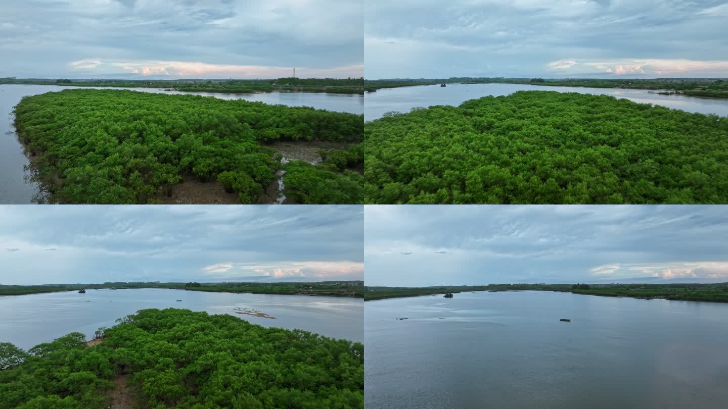 4k湛江乐民港红树林滩涂湿地保护区航拍