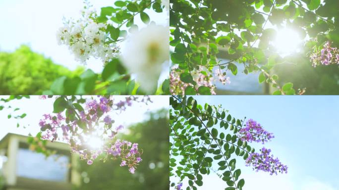 夏日风景-紫薇花