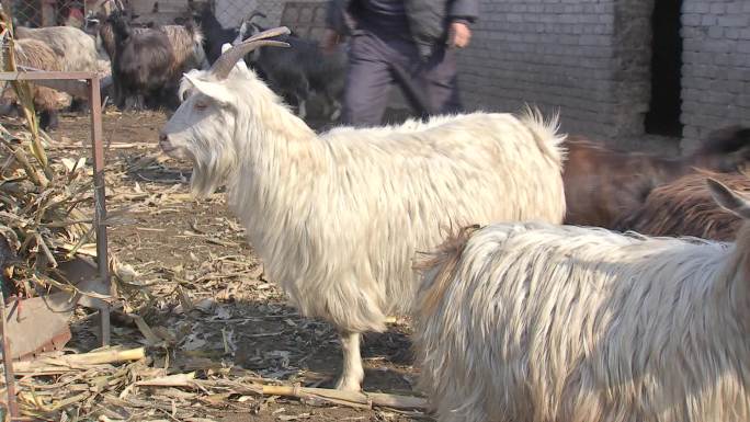 武安 山羊 养殖 传统品种 地方品种