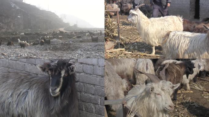 武安 山羊 养殖 传统品种 地方品种