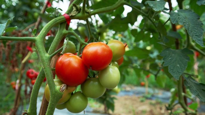 菜园西红柿番茄丰收蔬菜水果