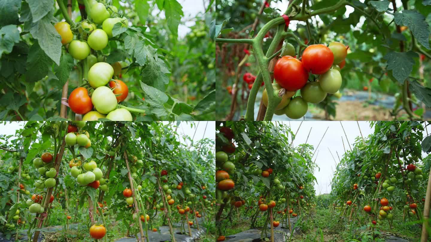 菜园西红柿番茄丰收蔬菜水果
