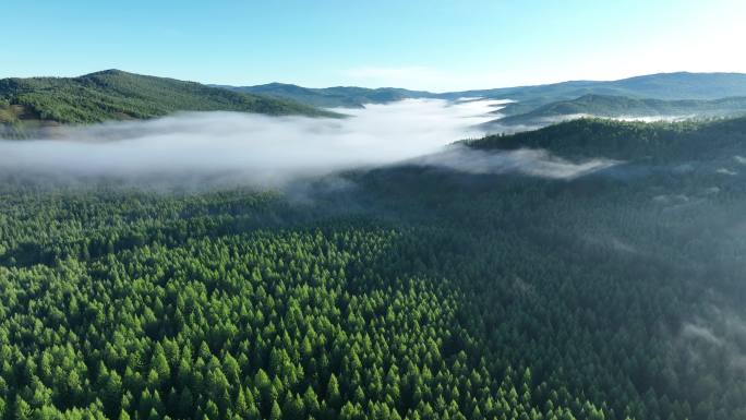 航拍森林晨雾自然风景