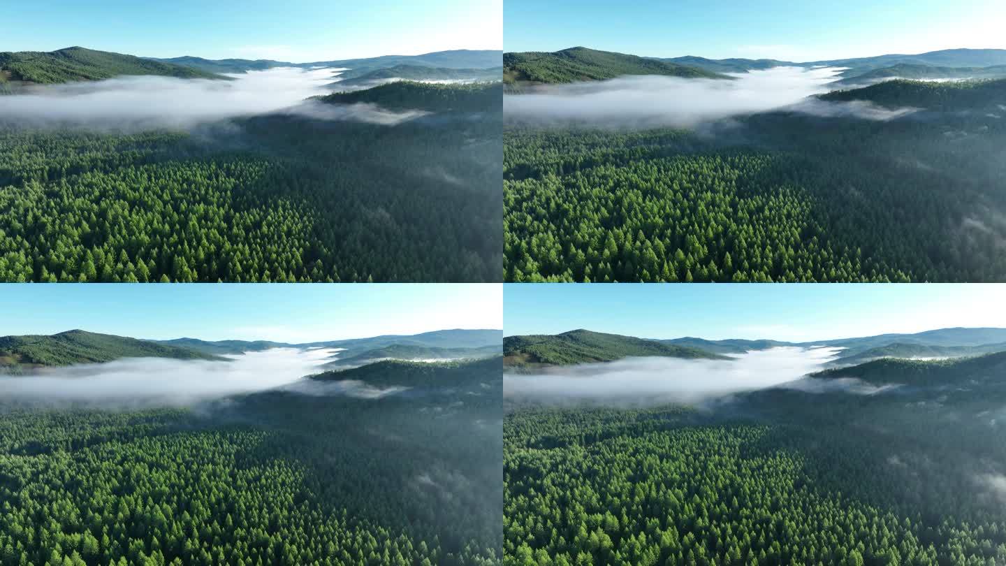 航拍森林晨雾自然风景
