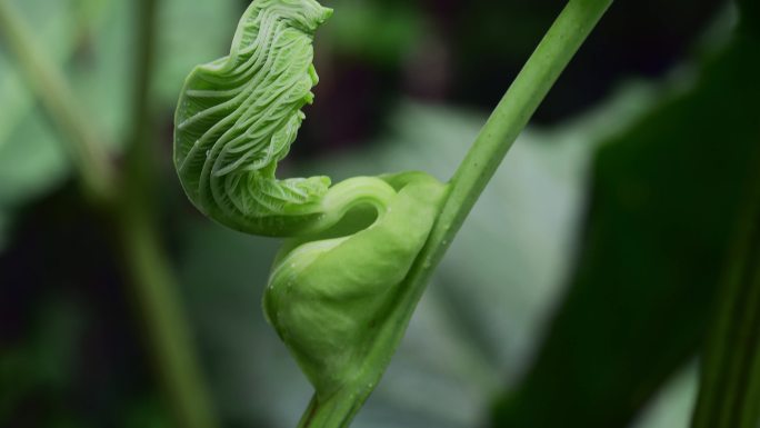 西双版纳热带雨林豆角蔓藤