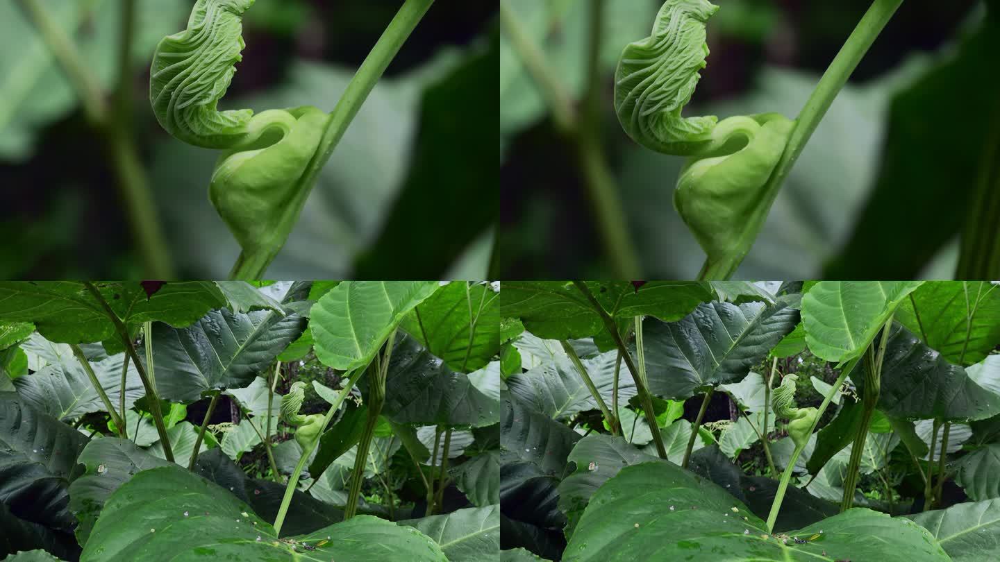 西双版纳热带雨林豆角蔓藤