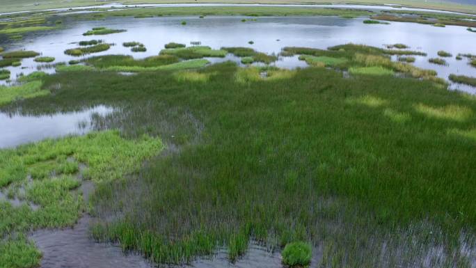 沼泽、草地、湿地