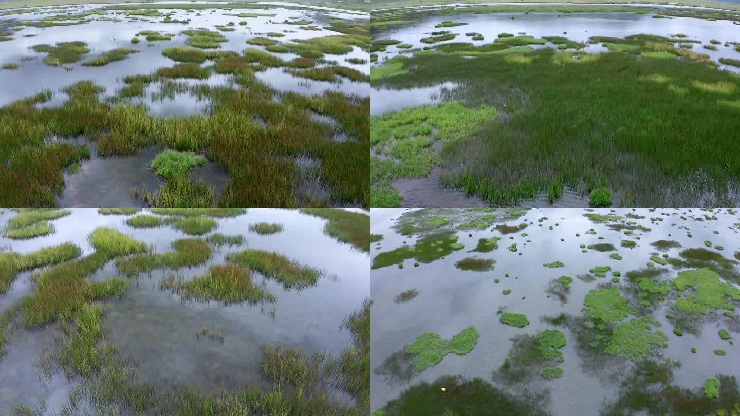 沼泽、草地、湿地