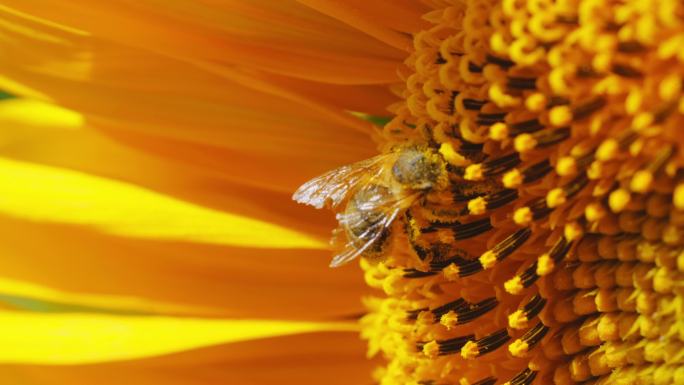蜜蜂采蜜向日葵特写