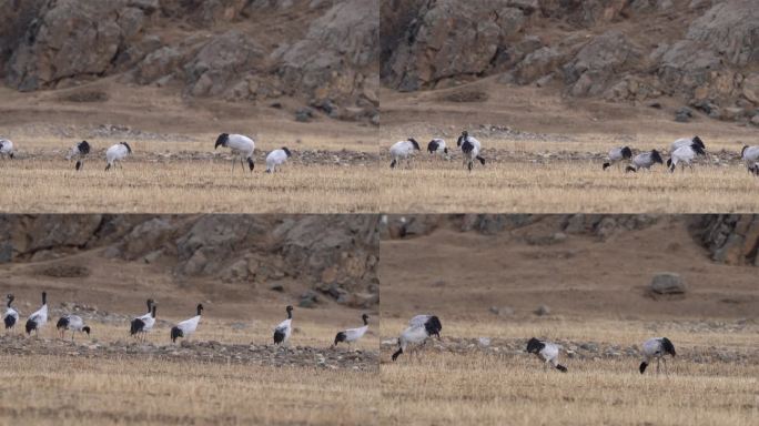 西藏 林周 黑颈鹤
