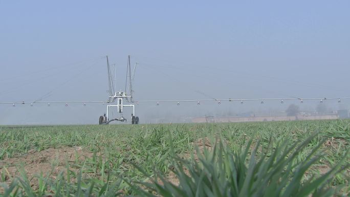 小麦 机械化 现代化 农业 喷灌