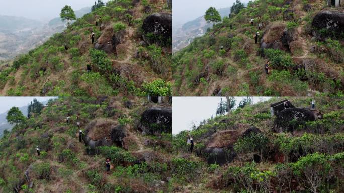 【4k】岩茶，藤条茶基地航拍