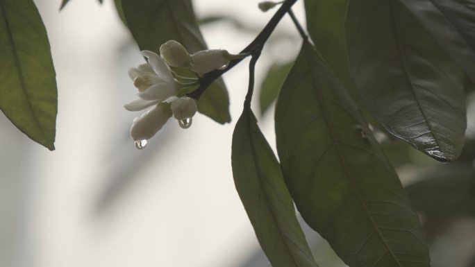 柚子花雨滴