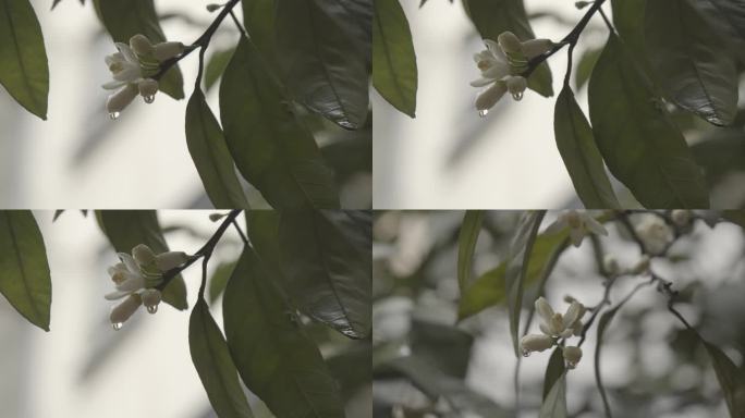 柚子花雨滴