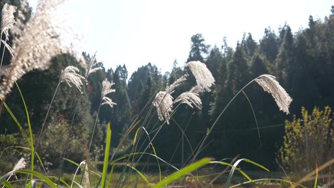 芦苇草 杉树 水稻田 空镜