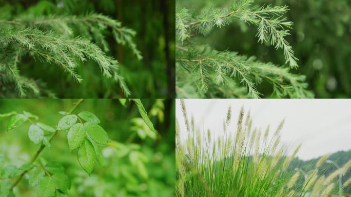 大自然 风景风光 风 空镜头素材