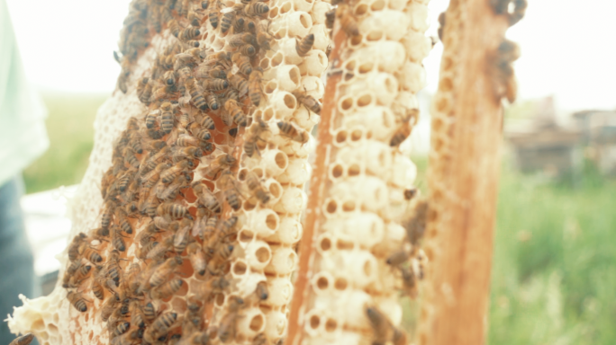 蜂巢蜜蜂制蜜甩出
