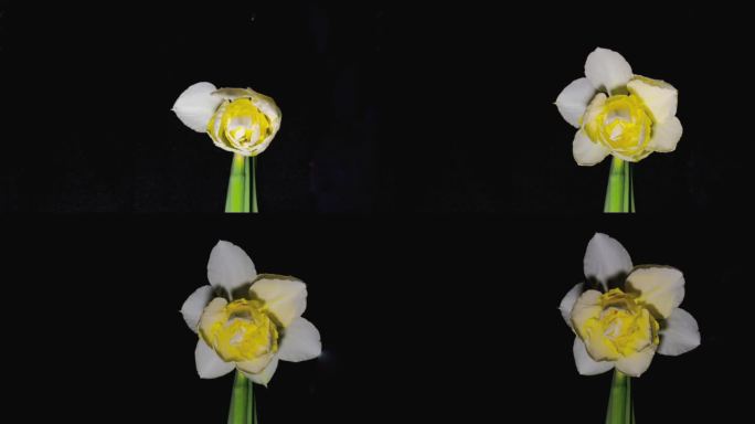 40秒记录复瓣水仙开花全过程延时摄影