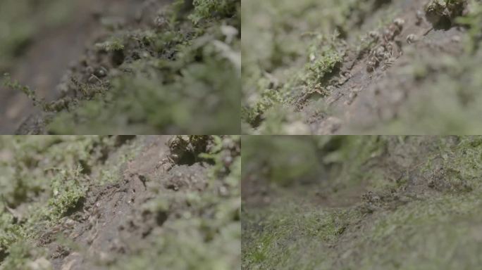 (4K) 浙江泰顺乌岩岭苔藓上的蚂蚁特写