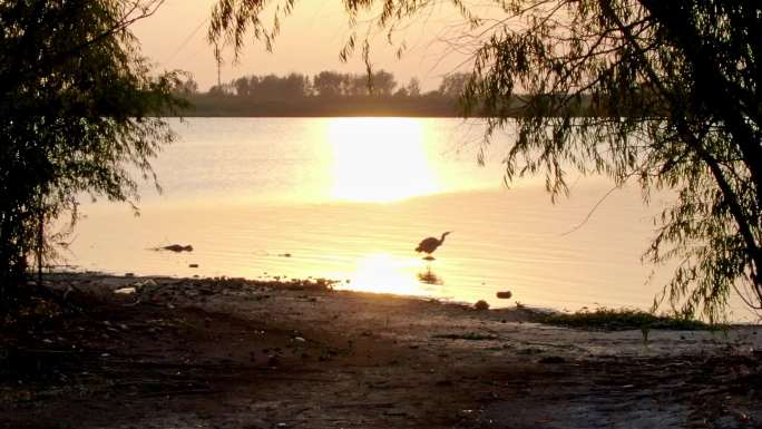 航拍夕阳湖中岛屿鸟类觅食树木
