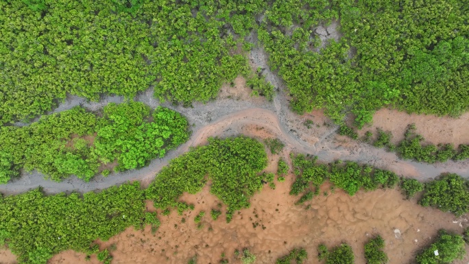 4k湛江乐民港红树林滩涂湿地保护区航拍