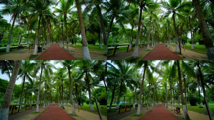 椰树 椰林 椰树林 绿荫小路 林荫小路