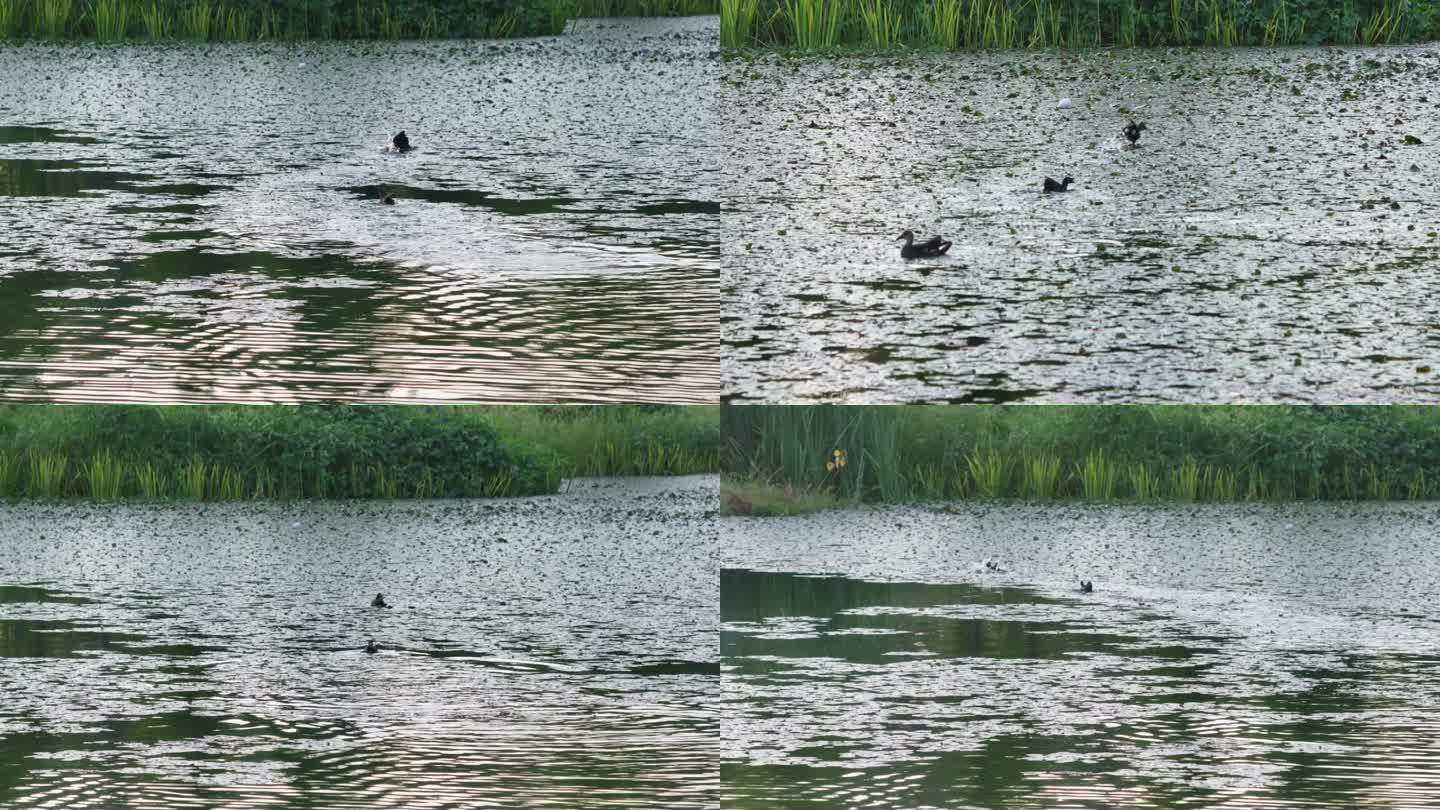 野鸭在湖面上飞行