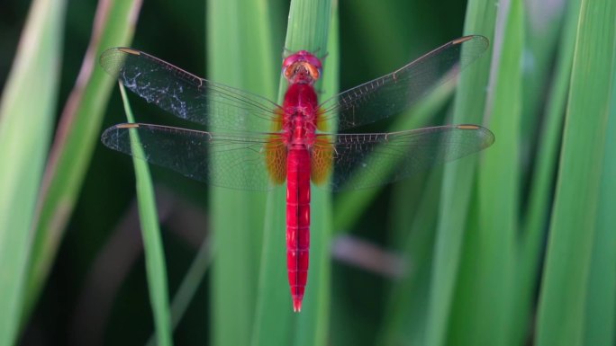 稻田里的一只红蜻蜓，升格慢动作