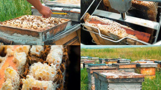 蜜蜂甩蜜蜂巢